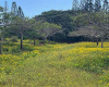 88 Papapa Place, Maunaloa, Hawaii 96770, ,Land,For Sale,Papapa Place,1113