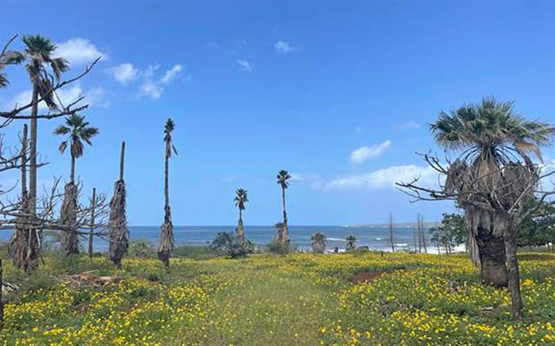 88 Papapa Place, Maunaloa, Hawaii 96770, ,Land,For Sale,Papapa Place,1113