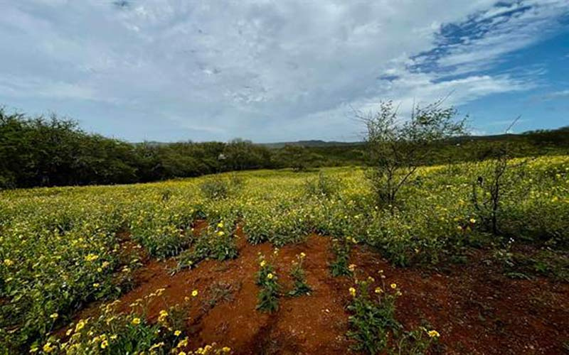 88 Papapa Place, Maunaloa, Hawaii 96770, ,Land,For Sale,Papapa Place,1113